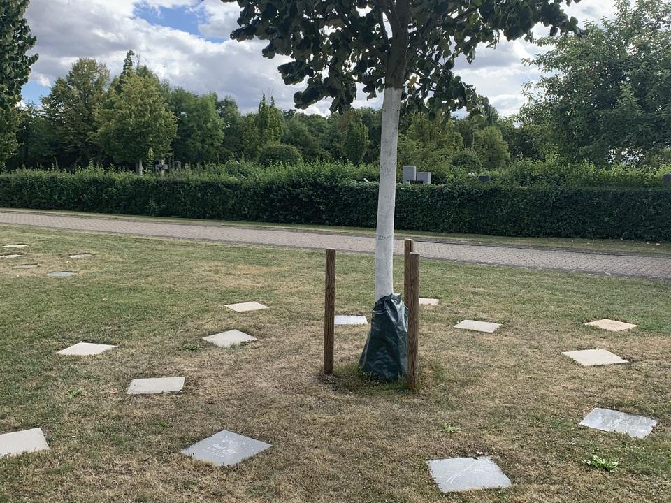 Baum mit wei&szlig;en Blumen vor einem Grabstein auf einem Rasen, umgeben von Kieselplatten und B&uuml;schen im Hintergrund.