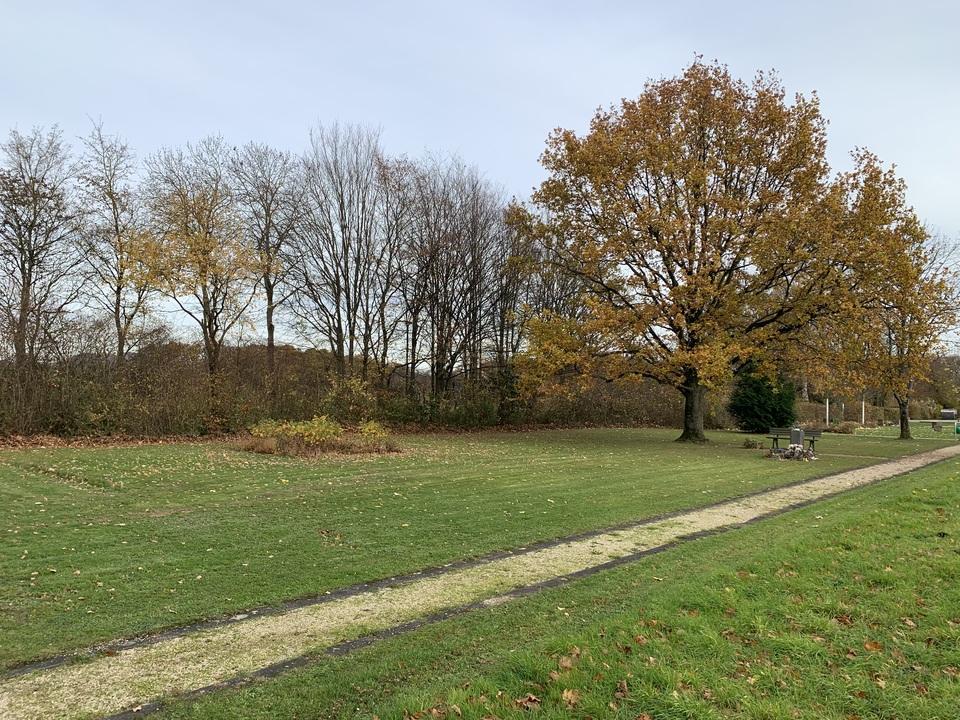 Herbstlandschaft mit einem gro&szlig;en Baum und trockenem Gras, umgeben von kahlen B&auml;umen und einem schmalen Weg.