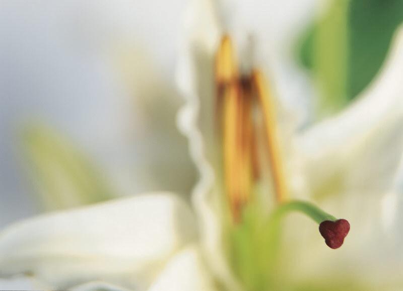 Nahaufnahme eines wei&szlig;en Lilienbl&uuml;tenstempels mit gelben Staubgef&auml;&szlig;en und gr&uuml;nem Bl&uuml;tenblatt.