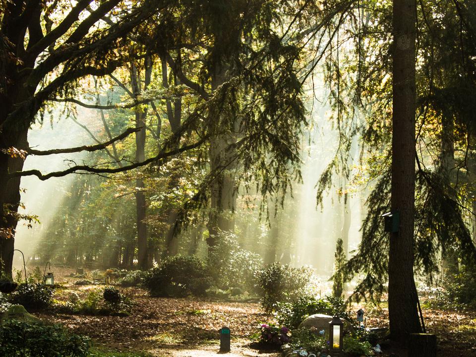 Lichtstrahlen fallen durch Bäume auf einen schattigen Waldweg mit Gräsern und Pflanzen im Vordergrund.