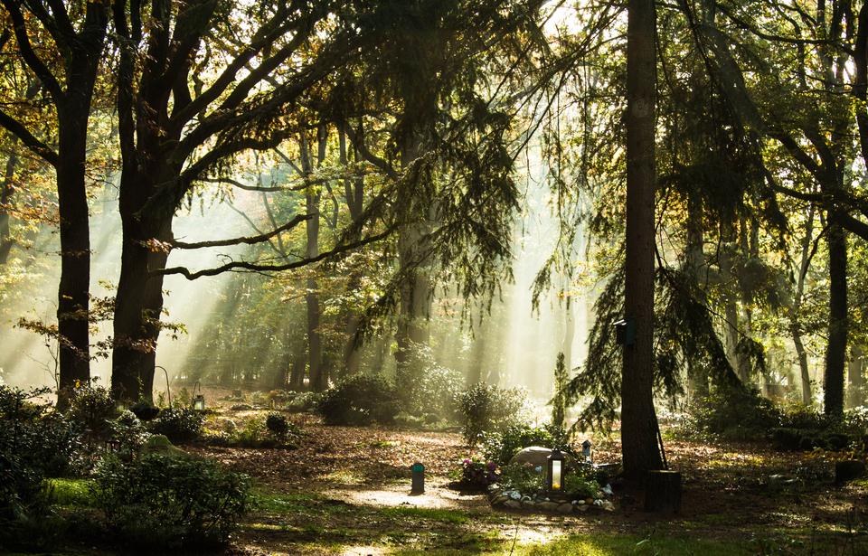 Lichtstrahlen fallen durch Bäume auf einen schattigen Waldweg mit Gräsern und Pflanzen im Vordergrund.