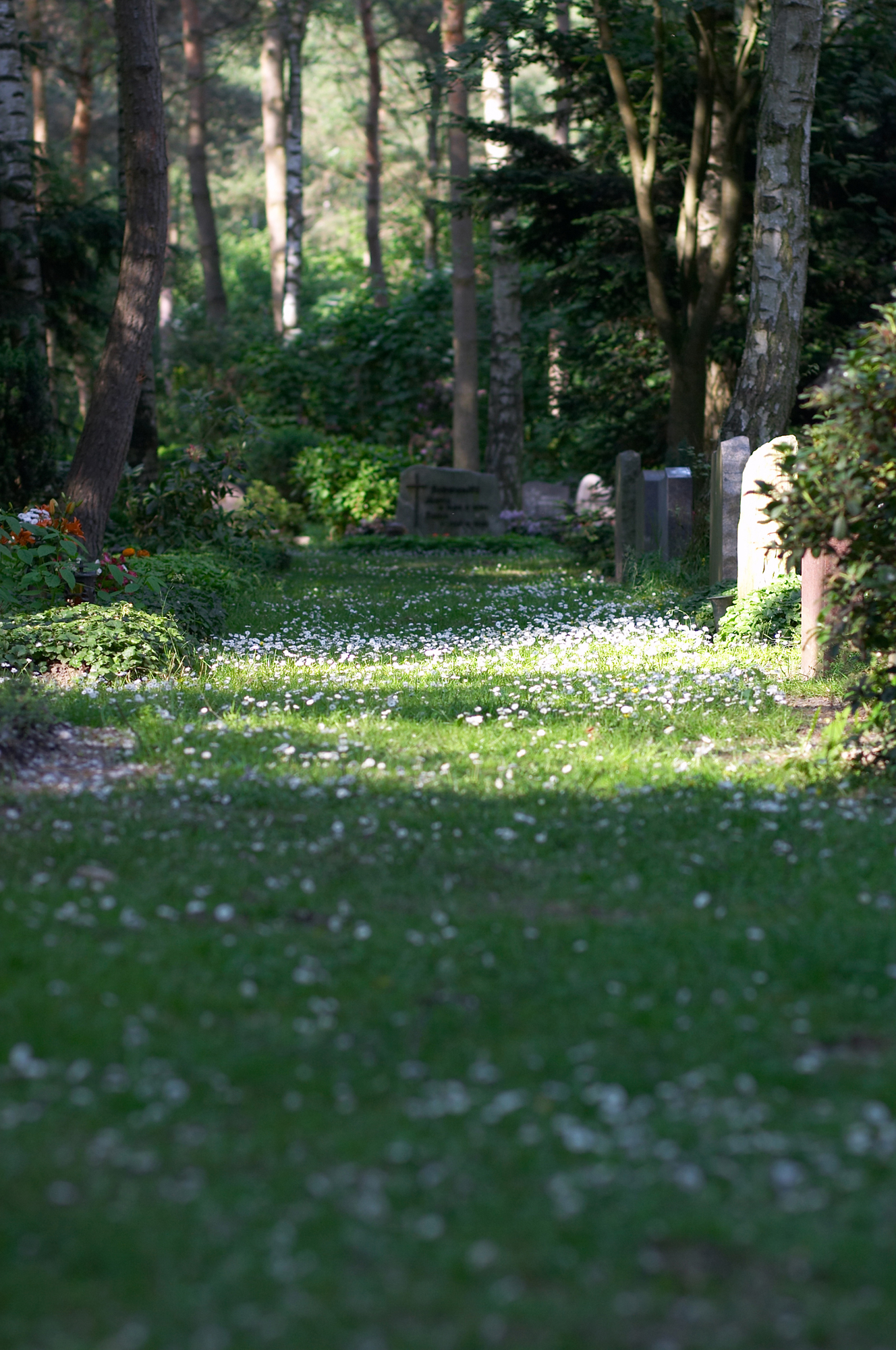 Grüner Weg auf einem Friedhof, gesäumt von Gräbern und Blumen, mit verstreuten Blütenblättern im Sonnenlicht.