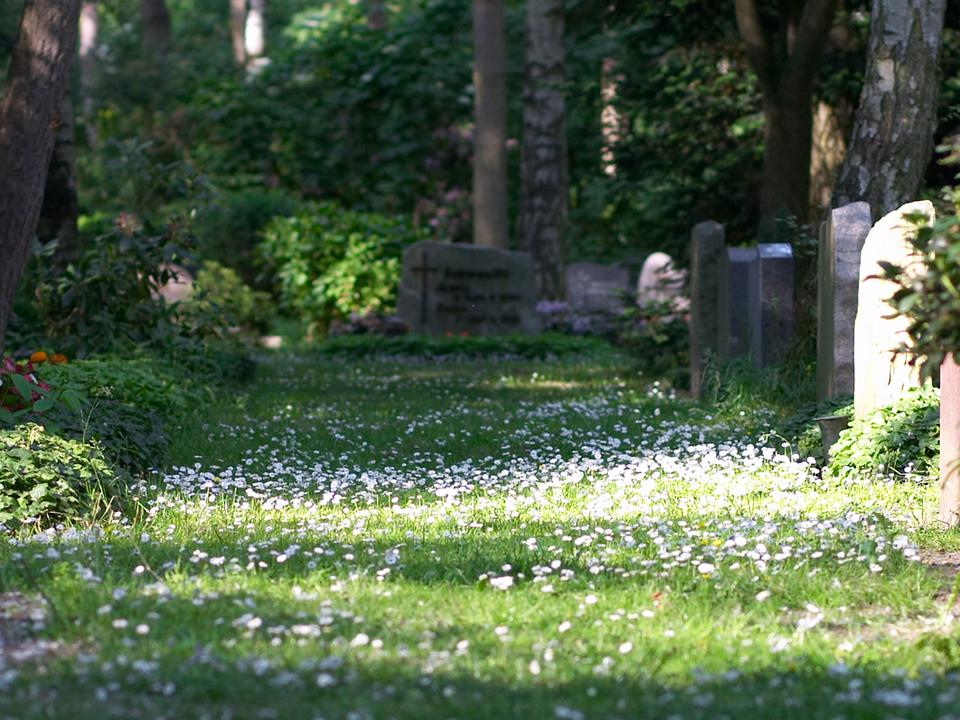 Grüner Weg auf einem Friedhof, gesäumt von Gräbern und Blumen, mit verstreuten Blütenblättern im Sonnenlicht.
