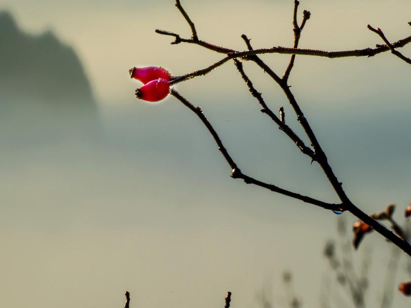 Zweig mit zwei roten Hagebutten, umgeben von sanften Nebelschatten und unscharfen Konturen im Hintergrund.